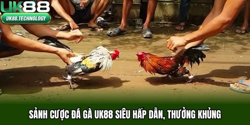 Sảnh cược đá gà UK88 siêu hấp dẫn, thưởng khủng