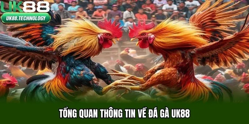 Tổng quan thông tin về đá gà UK88
