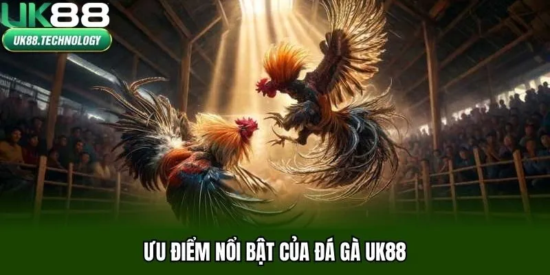 Ưu điểm nổi bật của đá gà UK88